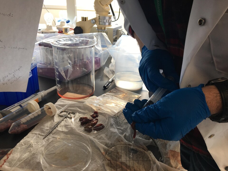 Sur le comptoir d'un laboratoire, on voit des mains gantées qui manipulent une seringue et un minuscule organe au-dessus d'une boîte de Petri ronde. Derrière, on voit des béchers. 