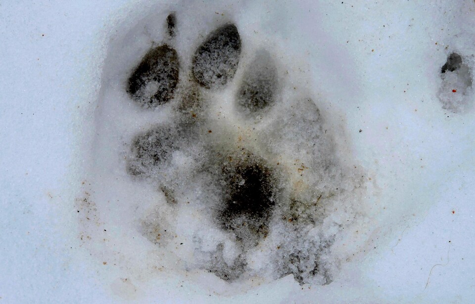 On voit une empreinte de cougar dans la neige.
