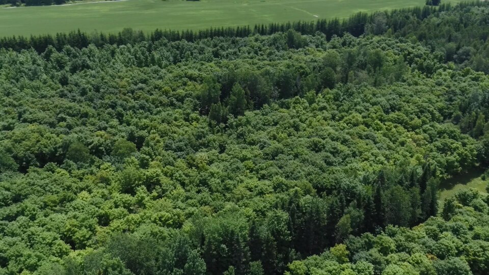 Vue aérienne montrant en été la forêt d'érables plantée il y a 25 ans par l'acériculteur du Centre-du-Québec Marcel Faucher.