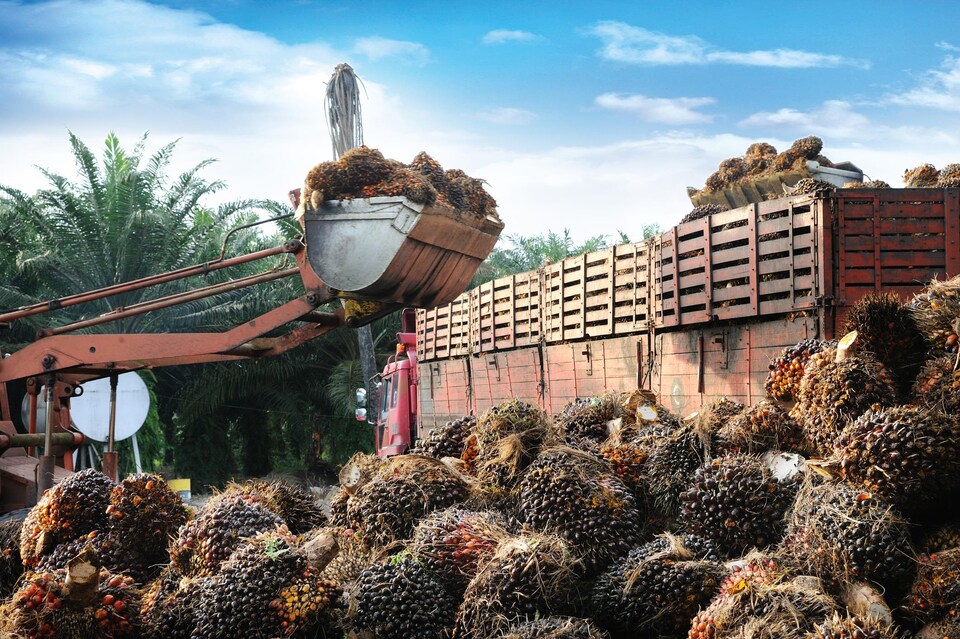Les fruits sont récoltés puis placés dans des camions.
