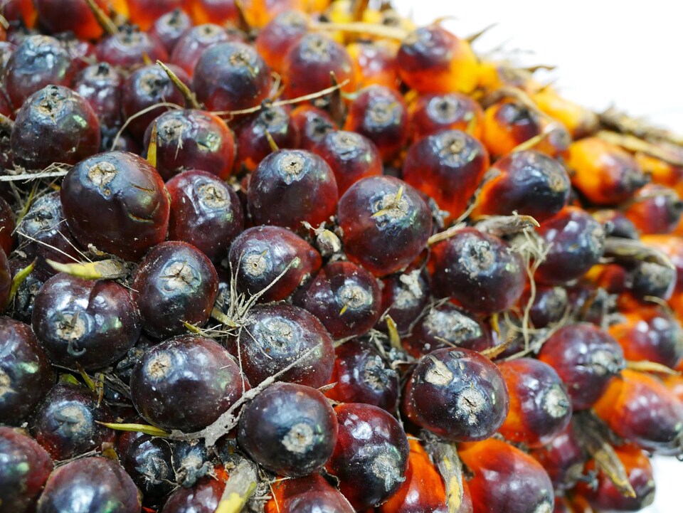 Les fruits sources de l'huile des palmiers.