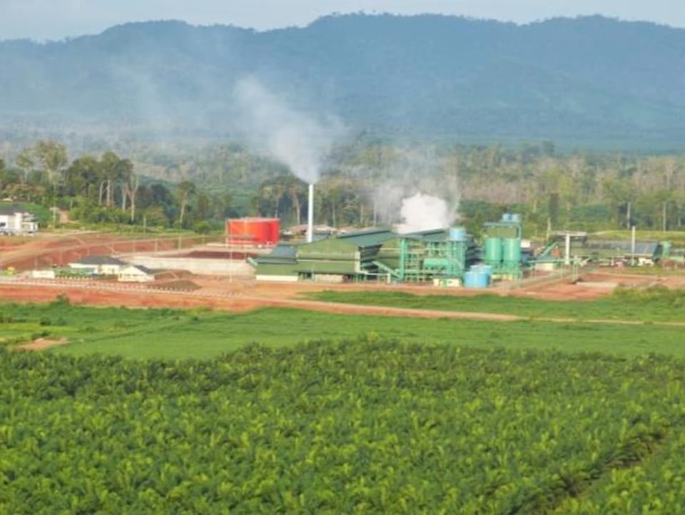 Image montrant des palmiers au premier plan, une usine de production d’huile de palme au centre et un parc national boisé en arrière-plan. 