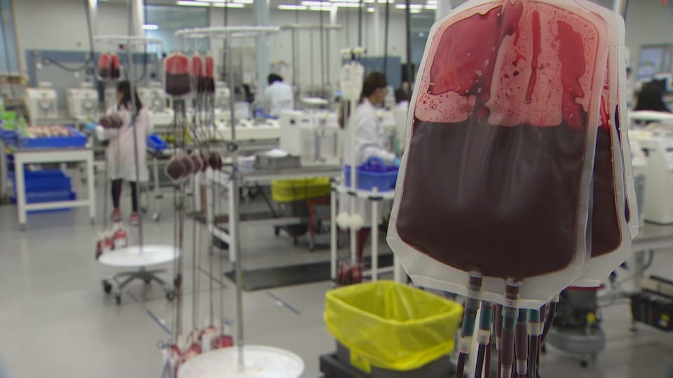 Photo de poches de sang dans un laboratoire.