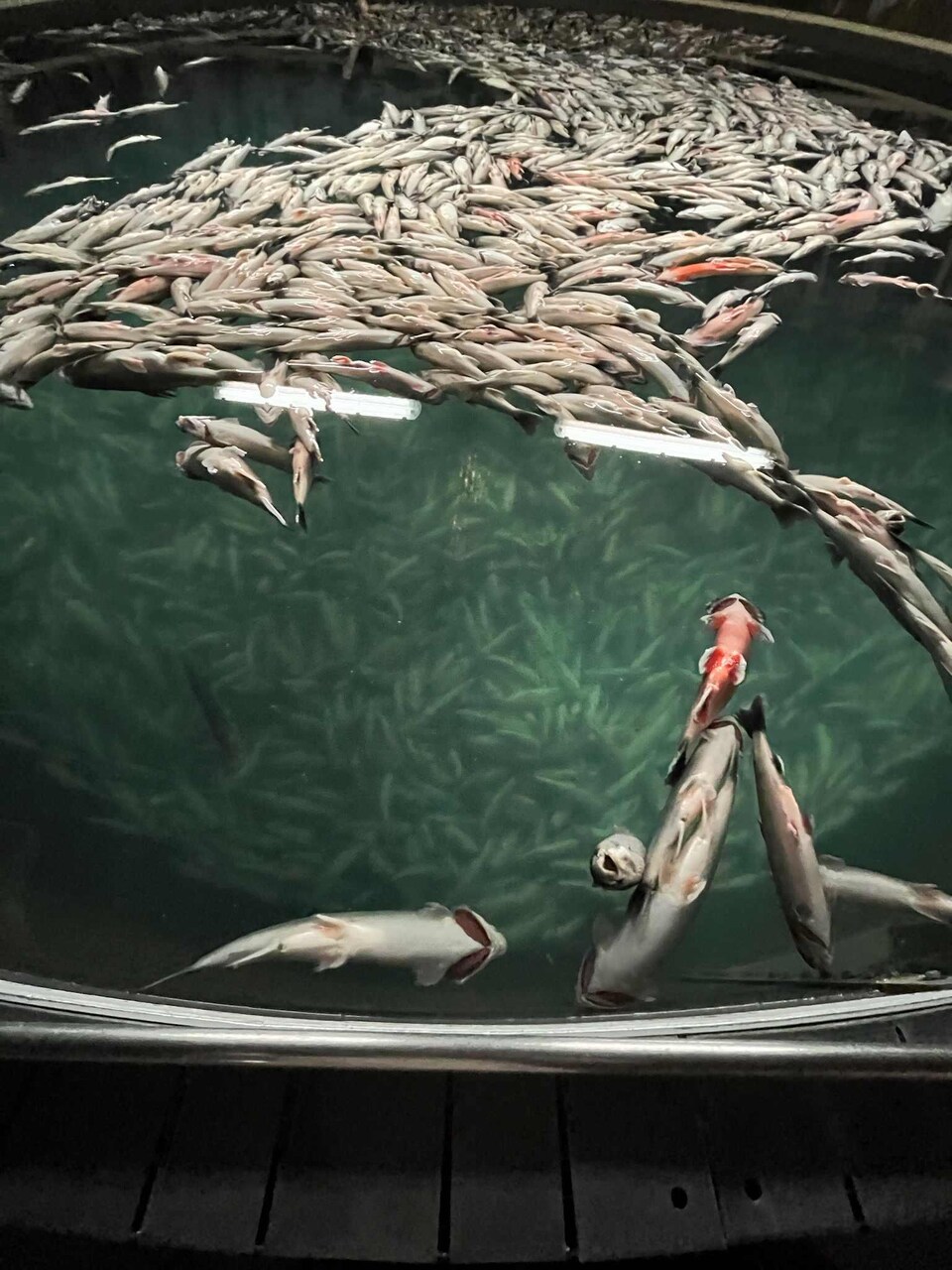 Des poissons morts flottent à la surface d'une cuve remplie d'eau.