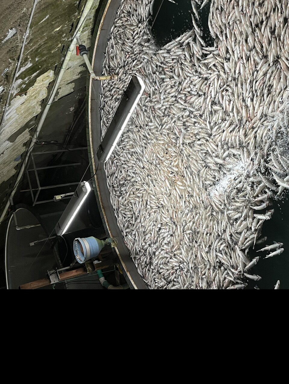 Des poissons morts dans un grand bassin de pisciculture.