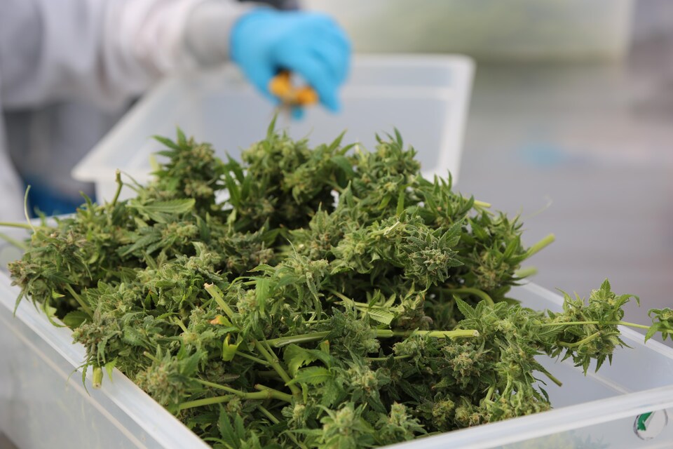 Une personne portant des gants utilise des ciseaux pour couper des feuilles de marijuana.