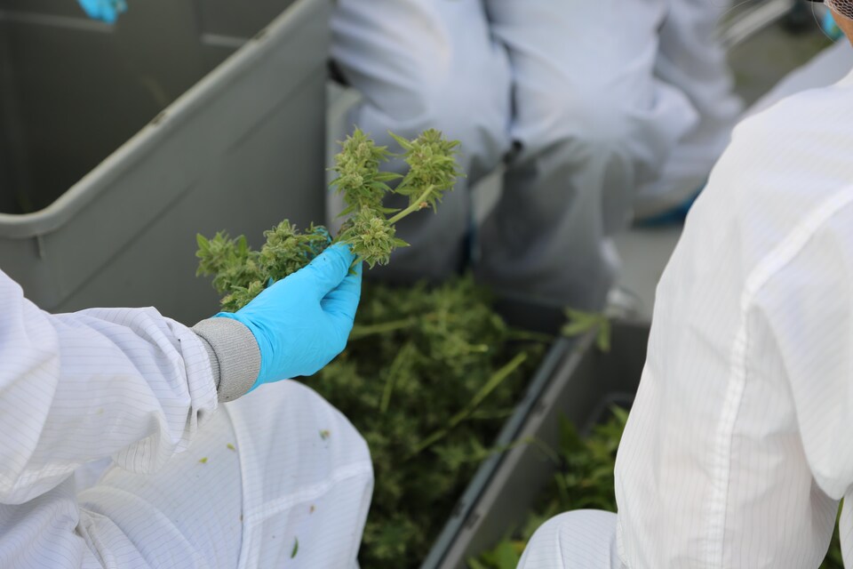 Des personnes portant des gants utilisent des ciseaux pour couper des feuilles de marijuana.