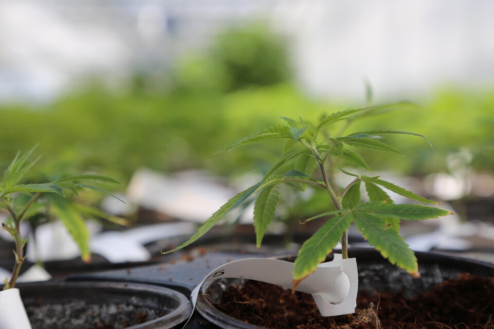 Des plants de marijuana dans une serre
