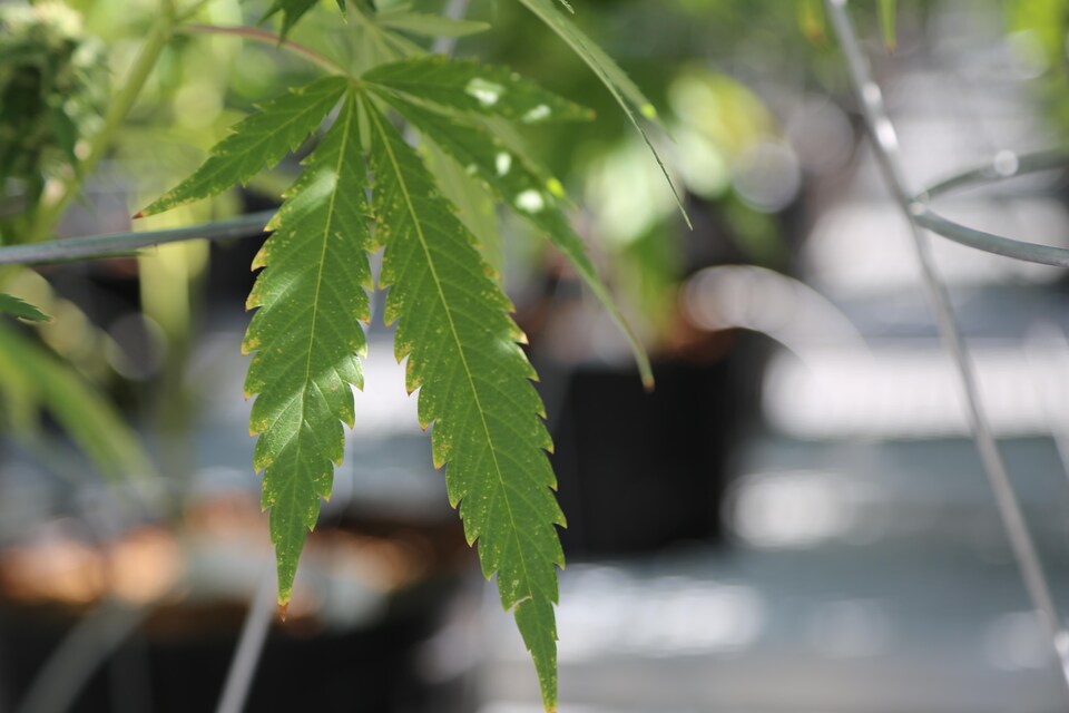 Des plants de marijuana dans une serre