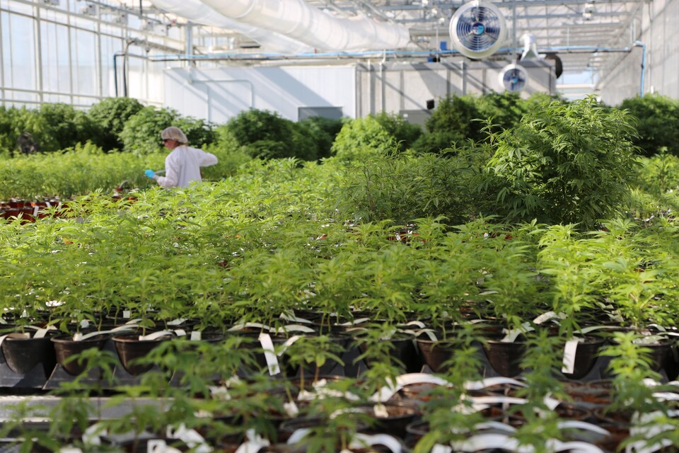 Une femme se déplace au milieu de plants de marijuana dans une serre.