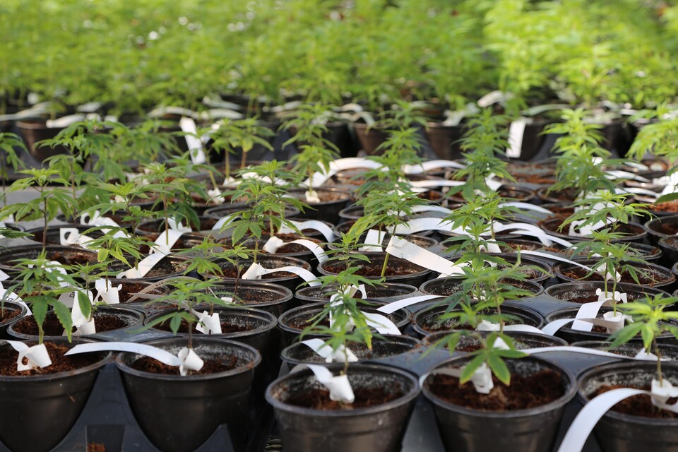 Des plants de marijuana dans une serre