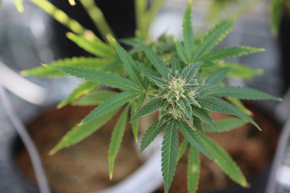 Un plant de marijuana en gros plan
