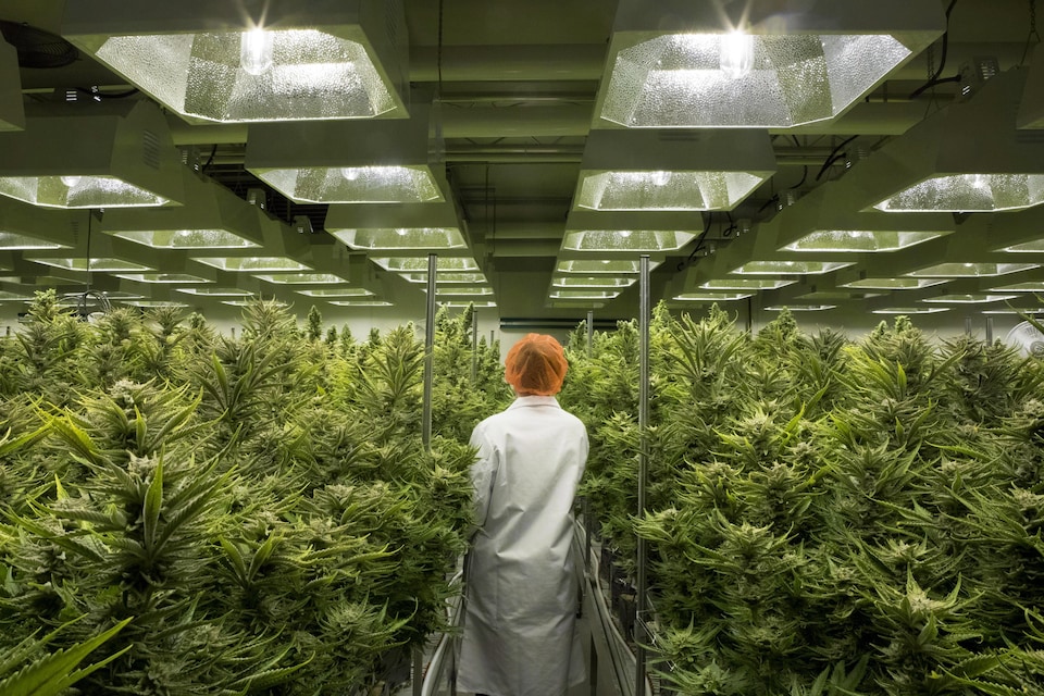Une femme marche entre des plants de cannabis dans une serre.