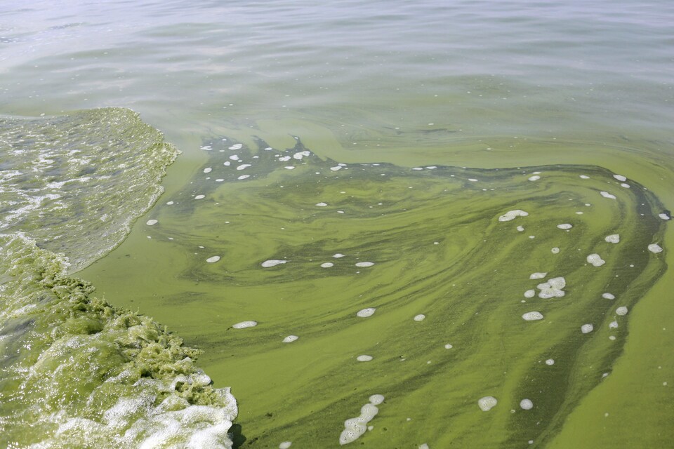 L'eau du lac Érié est couverte d'algues de couleur verte.
