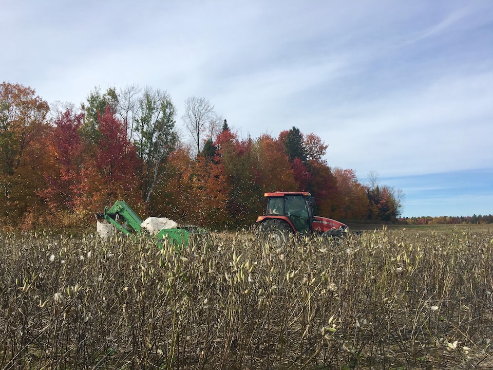 Tracteur tirant la récolteuse du soyer du Québec dans un champ de Saint-Tite, en Mauricie