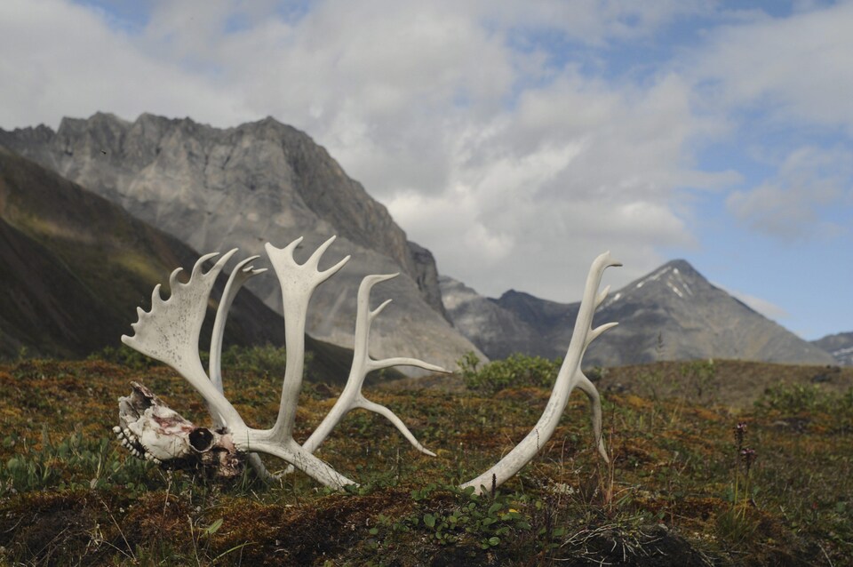 Les ossements d'un caribou dans le Refuge faunique national Arctic, en Alaska