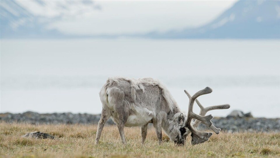 Un renne sur l'archipel de Svalbard, en Norvège