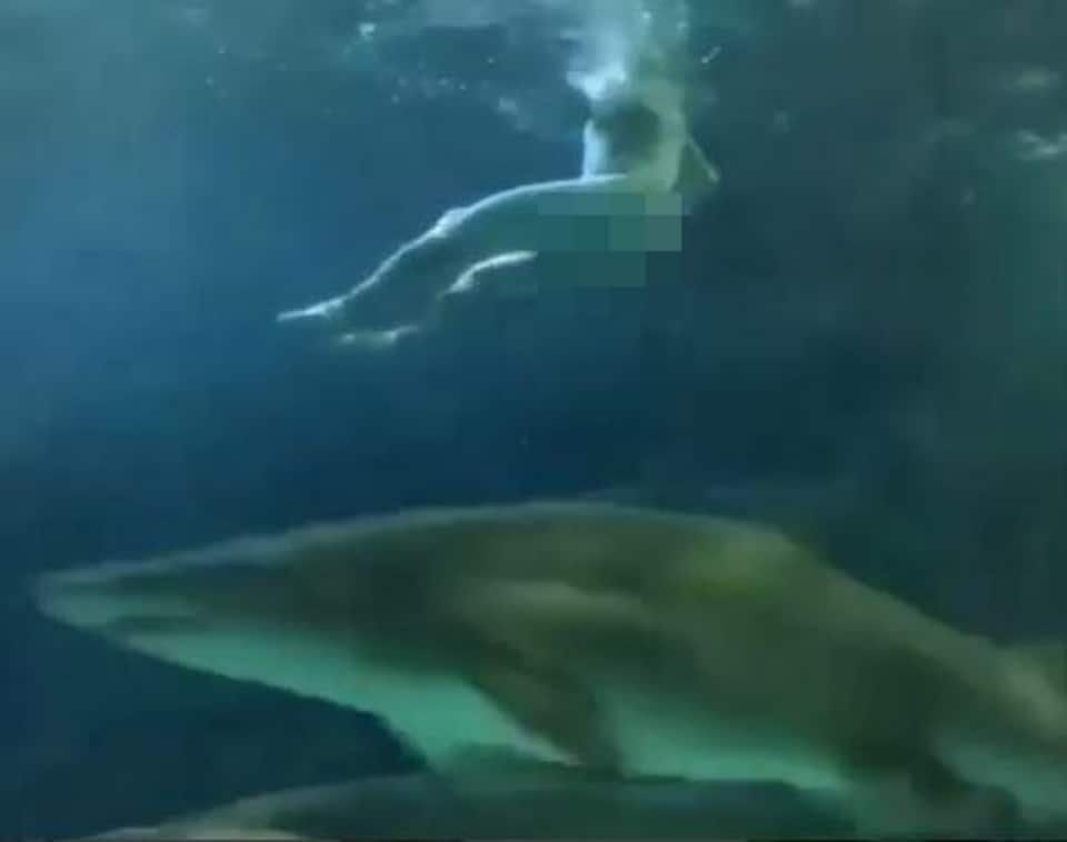 Un requin et le bas du corps d'un homme nu