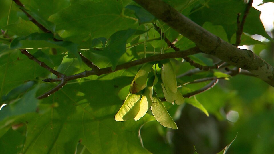 Des samares pendent d'une branche d'un érable.