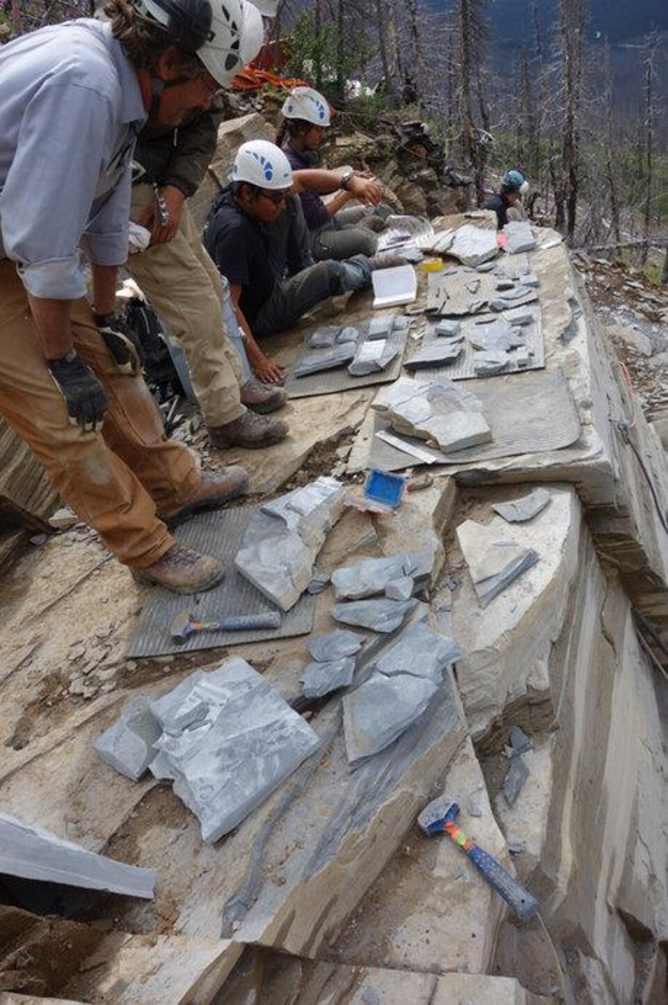 Des chercheurs étudient des fossiles sur le site d'une carrière.
