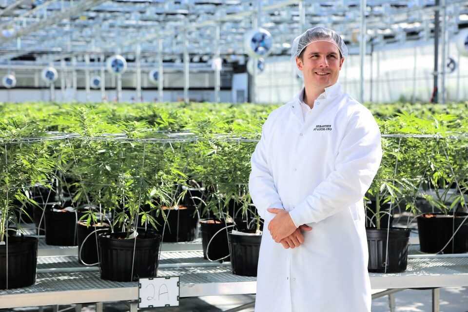 Sébastien St-Louis, vêtu d'une tenue de protection, devant des plants de marijuana dans une serre