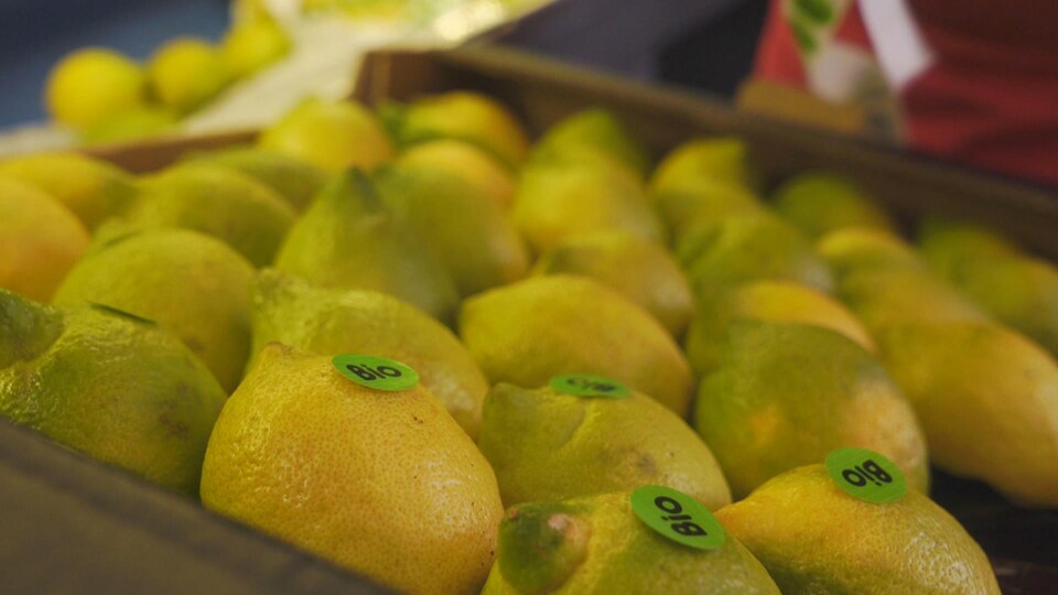 Des citrons étiquetés biologiques dans un étalage.