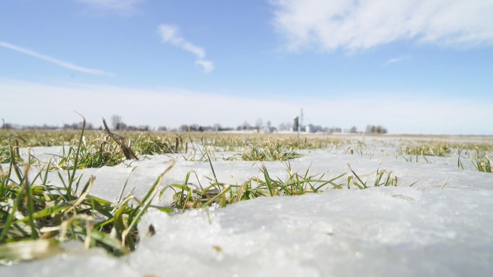 Des pousses de blé encore vert à travers la neige dans un champ.