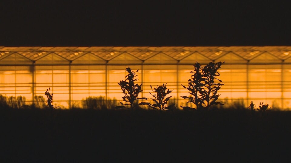Gros plan de plantes qui dépassent dans un champ, avec des serres illuminées pendant la nuit derrière. 