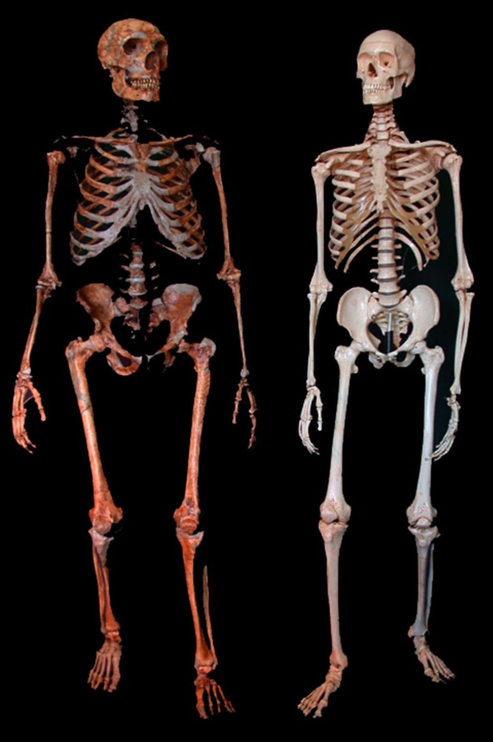 Squelettes d’un néandertalien et d’un humain. 