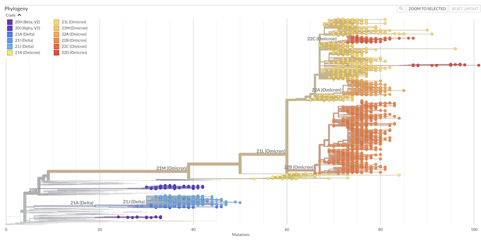 Une image montrant l'arbre phylogénique du SRAS-CoV-2.