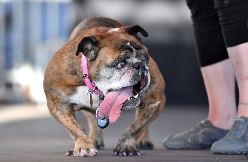 Bulldog Anglais Le Plus Vieux Du Monde Le bulldog anglais Sza Sza couronné le chien le plus laid du monde