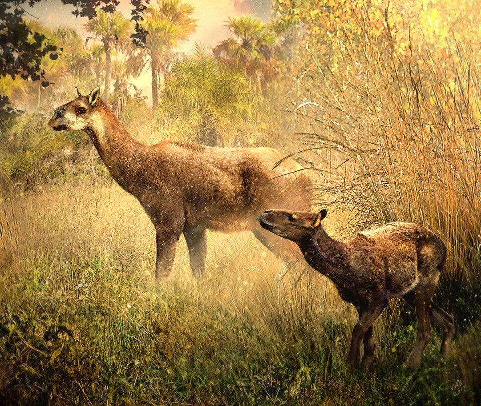 Représentation artistique des espèces Theosodon arozquetai et Llullataruca shockeyi.  