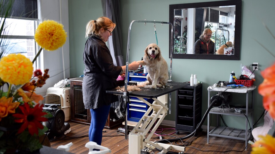 L'attrait grandissant des garderies canines RadioCanada.ca