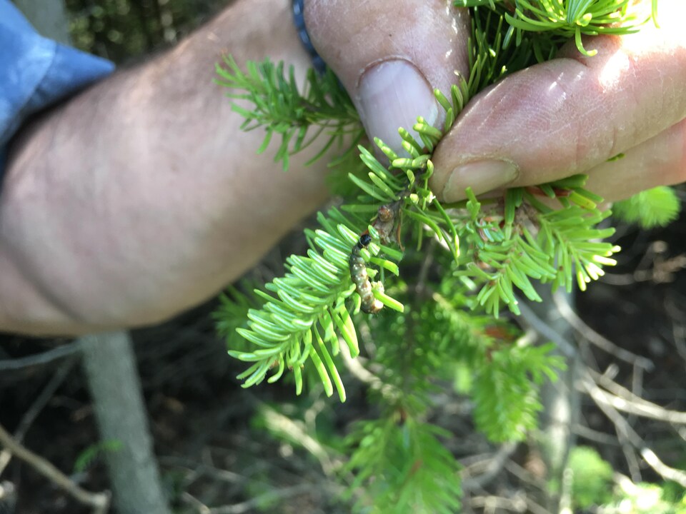 Attaquer la tordeuse des bourgeons de du haut des airs
