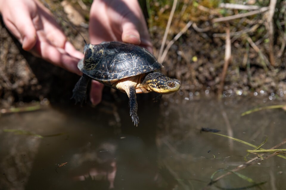 Une petite tortue déposée dans l'eau