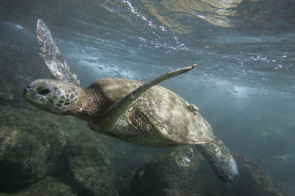 Désormais interdite à la pêche commerciale, la réserve de Papahānaumokuākea  abrite quelque 7000 espèces marines, dont les baleines bleues, les albatros à queue courte, les phoques moines et les tortues.