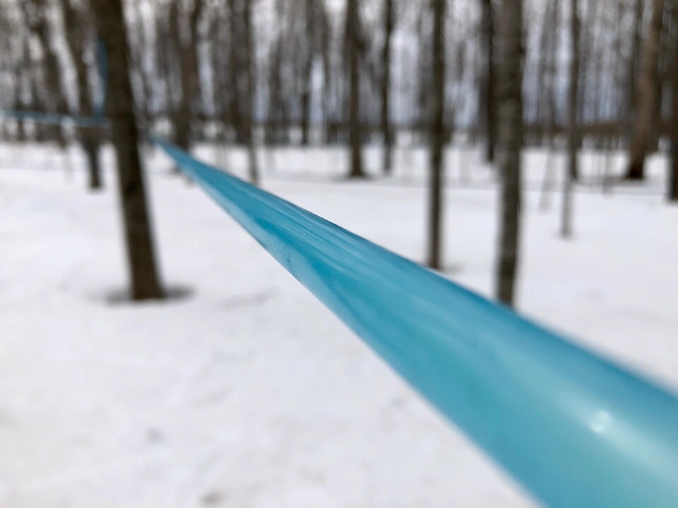 Un tuyau en plastique bleu est tendu entre deux arbres.