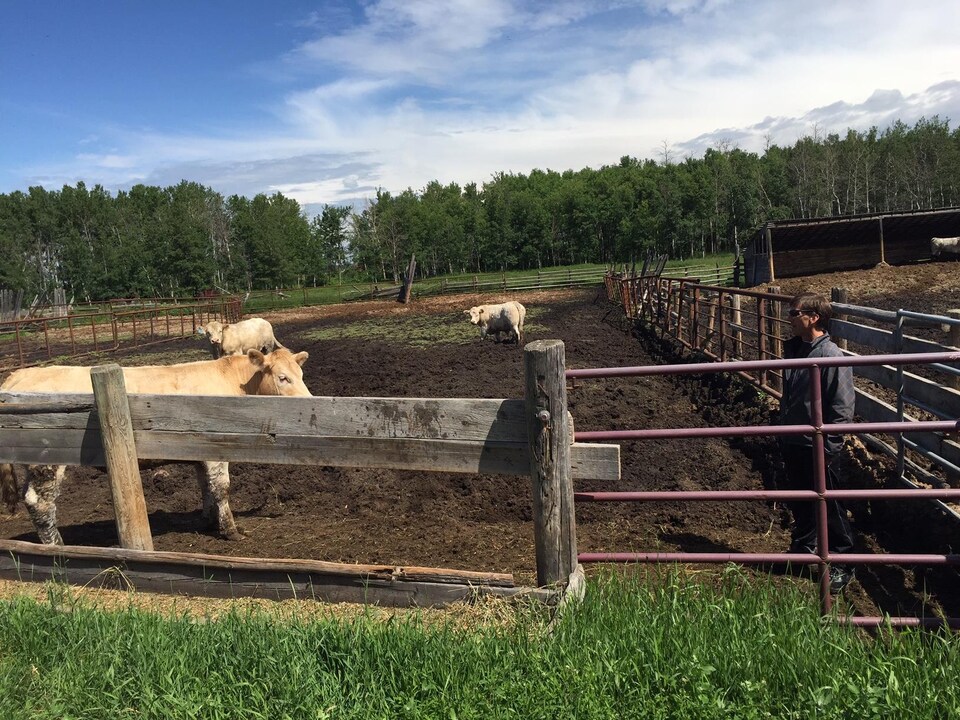 Un agriculteur dans un enclos avec des taureaux.