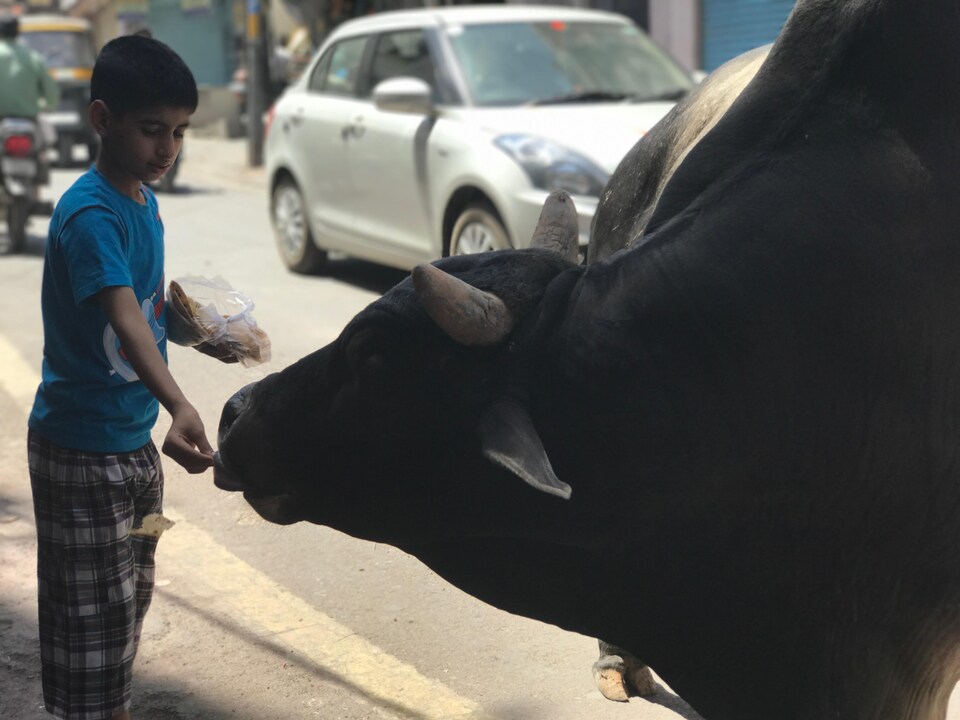 Une enfant donne à manger à un taureau dans une rue d'Udaipur, au Rajasthan.