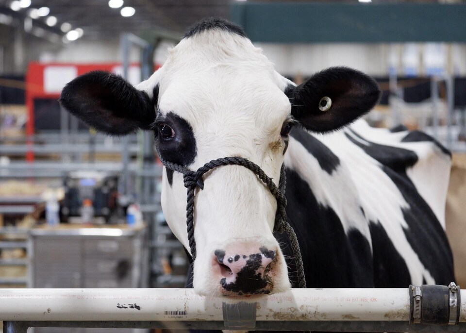 Une vache laitière en Pennsylvanie. 
