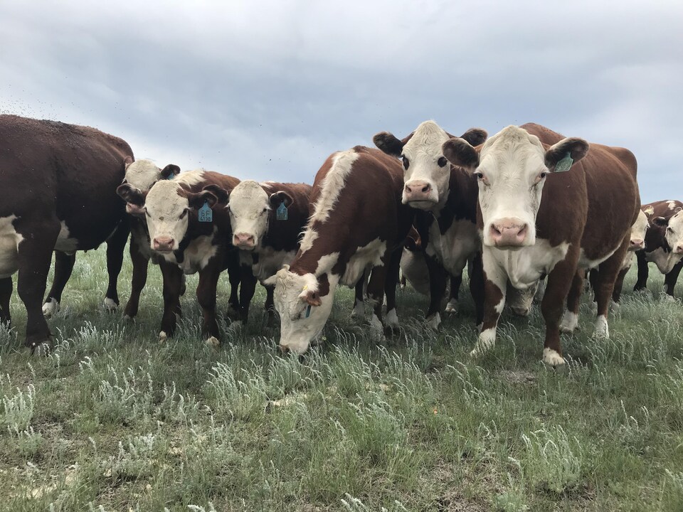 Des vaches dans un champ en Saskatchewan.