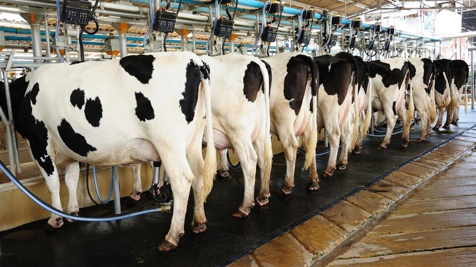Vaches laitières à l'heure de la traite
