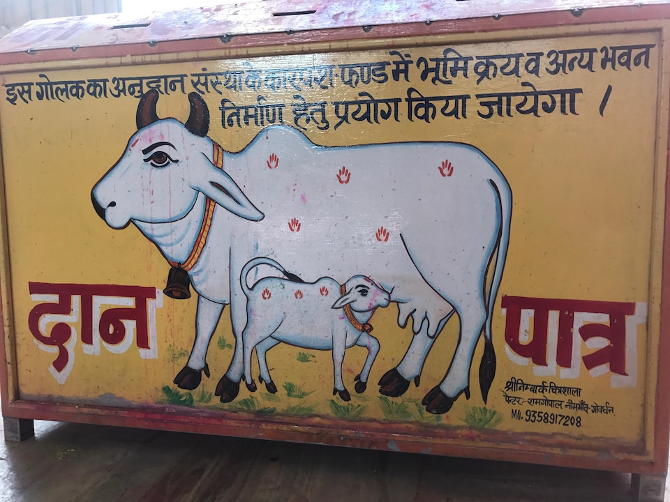 Peinture de vache sur une boîte pour récolter les dons, dans un temple hindou de Mathura, dans l'Uttar Pradesh.