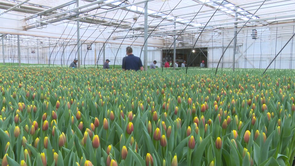 Des millions de tulipes dans une grande serre
