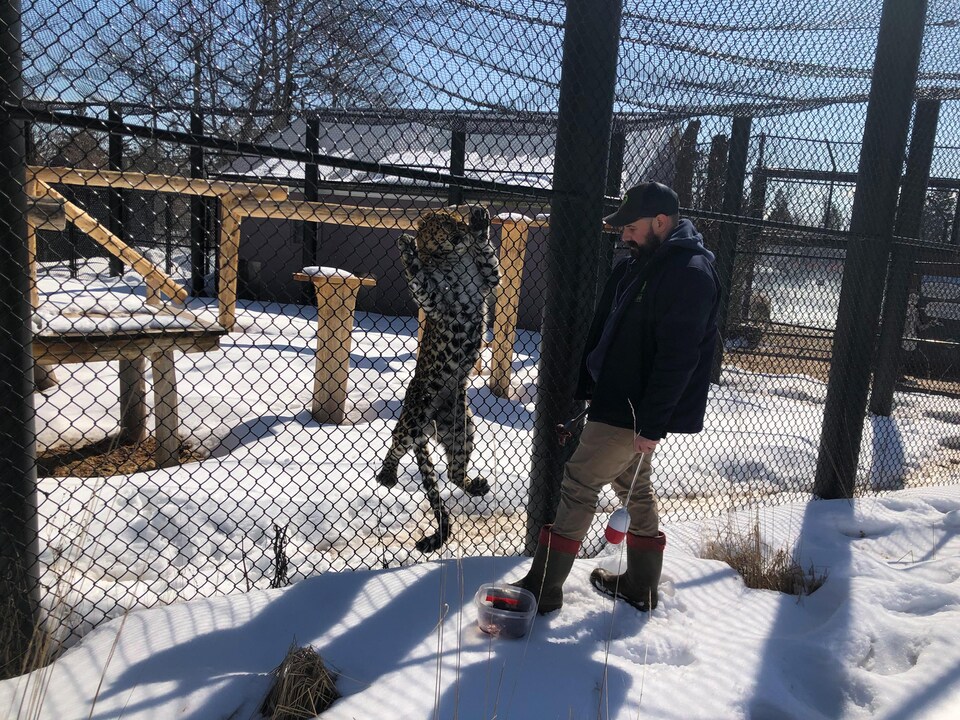 Le léopard est debout contre la clôture devant le gardien.