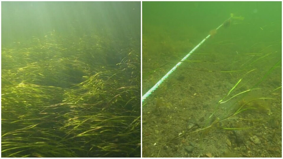 Dans la première image sous-marine, une zone avec beaucoup de plantes vertes. Dans la seconde image sous-marine, une zone sans plantes marines.