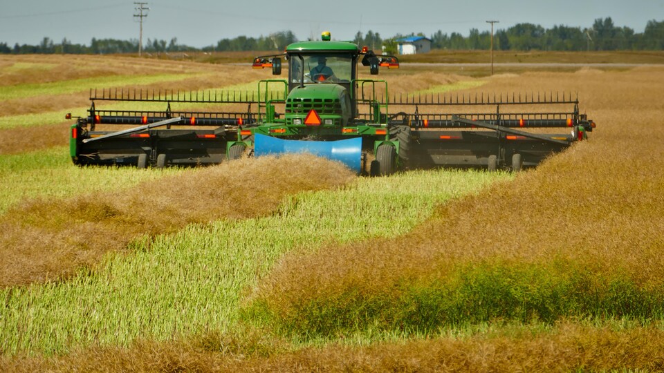 Tracteur au milieu d'un champ de canola.