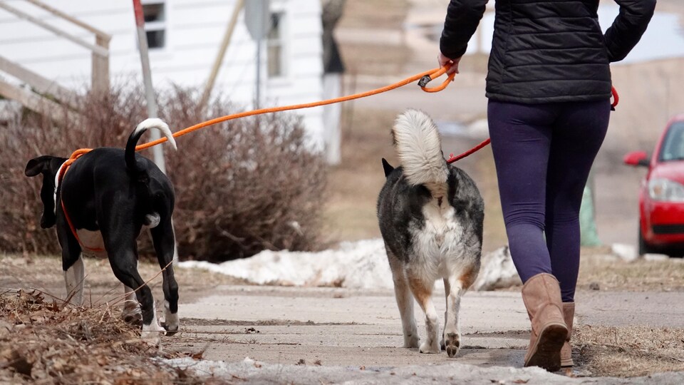 Une femme et deux chiens en laisse vus de dos sur un trottoir en avril.