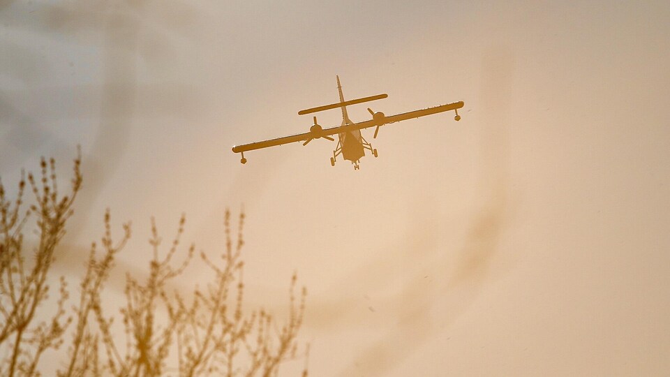 Un avion-citerne survole un arbre.