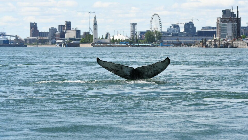 Une baleine à bosse dans le fleuve à Montréal, le 30 mai 2020